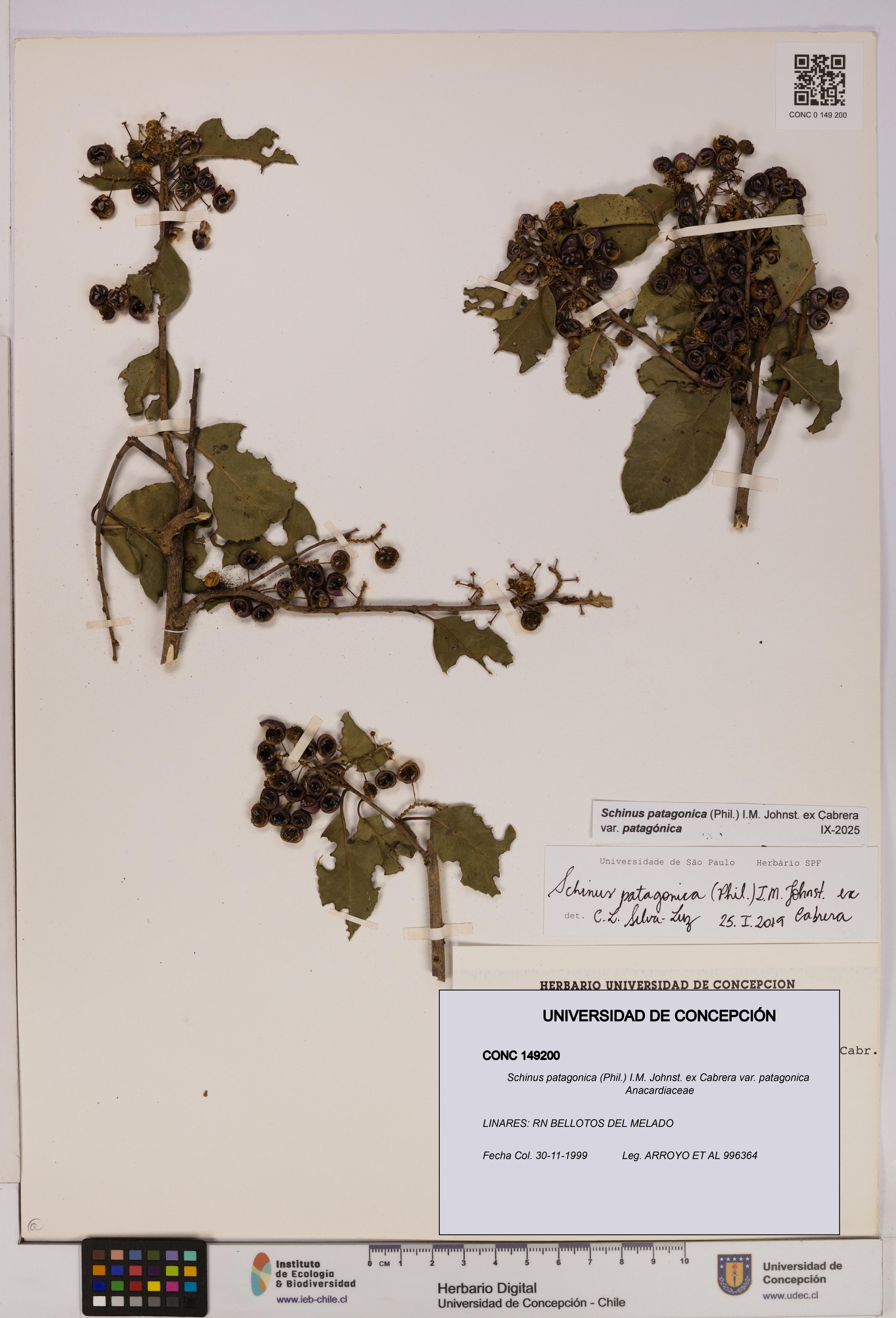 Schinus patagonica var. patagonica [Espécimen: UDEC:CONC:0149200]