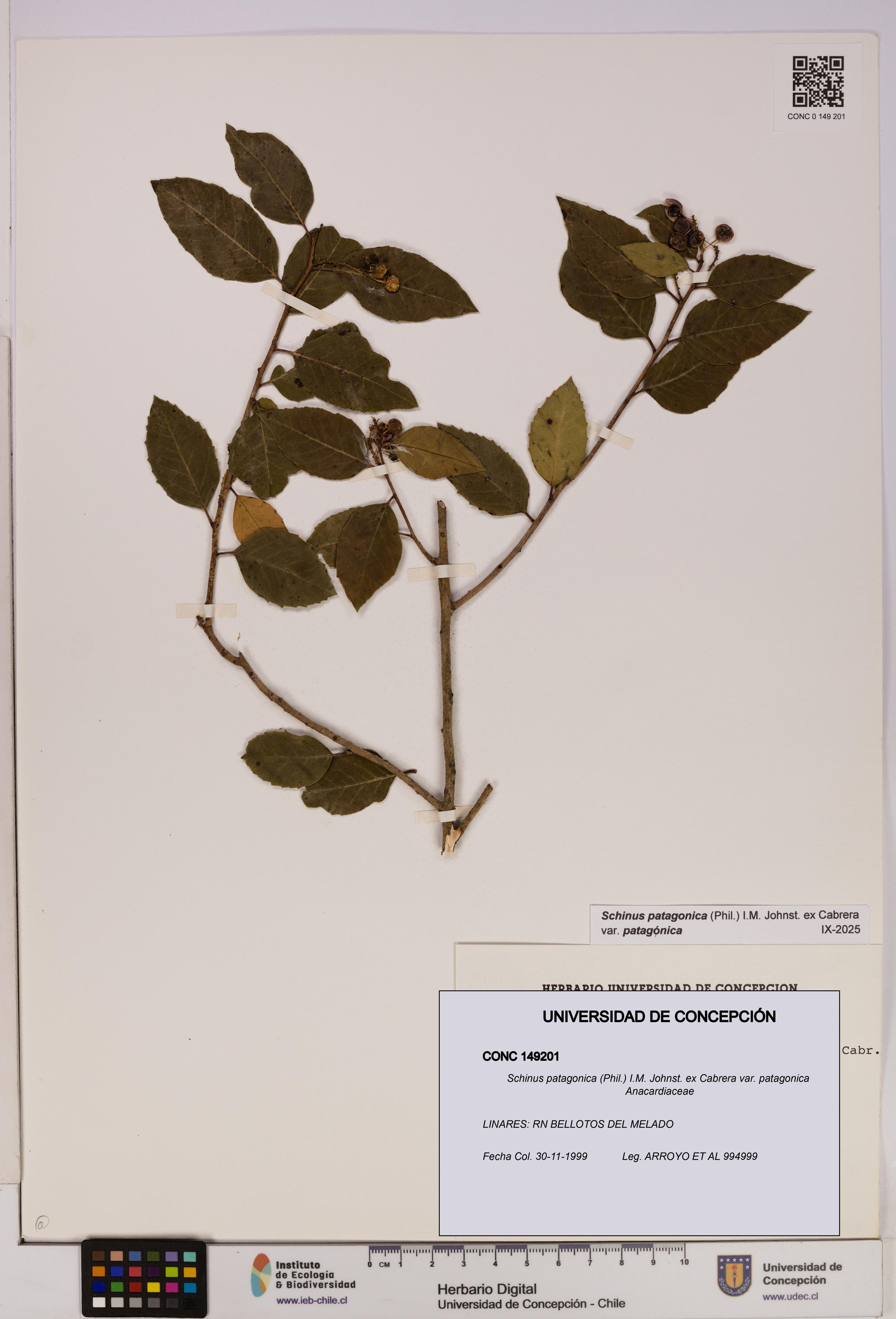 Schinus patagonica var. patagonica [Espécimen: UDEC:CONC:0149201]
