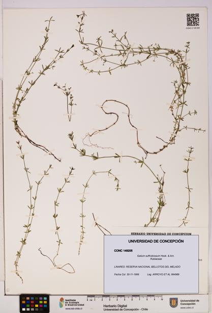 Galium suffruticosum [Espécimen: UDEC:CONC:0149205]