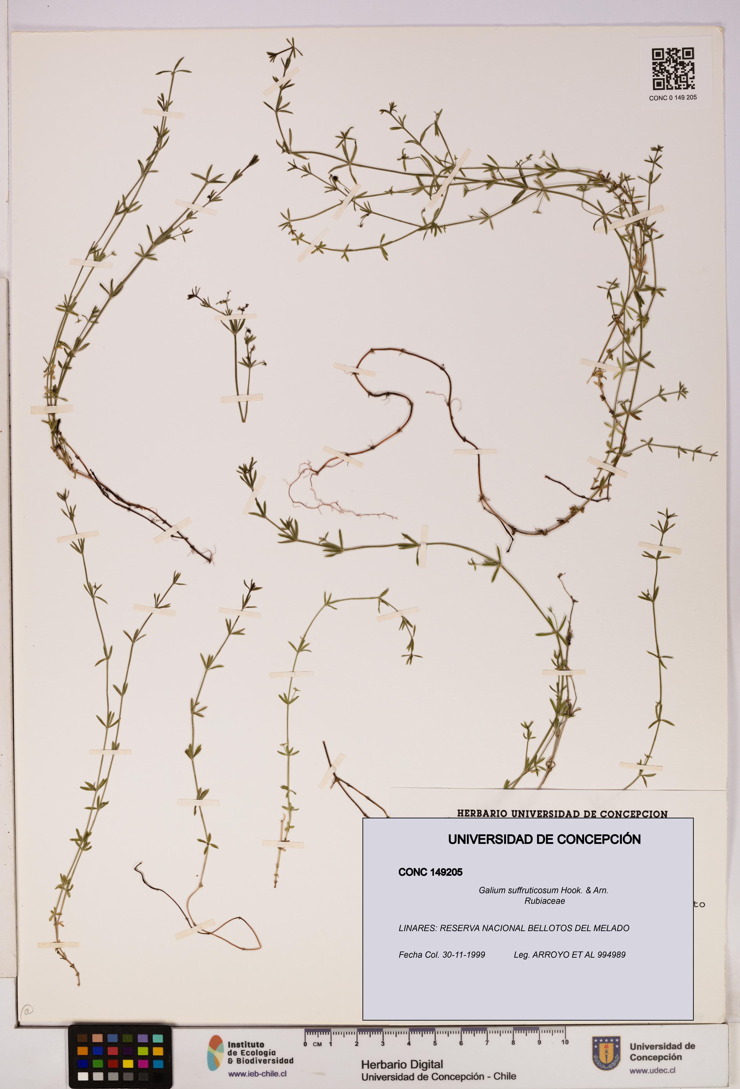 Galium suffruticosum [Espécimen: UDEC:CONC:0149205]