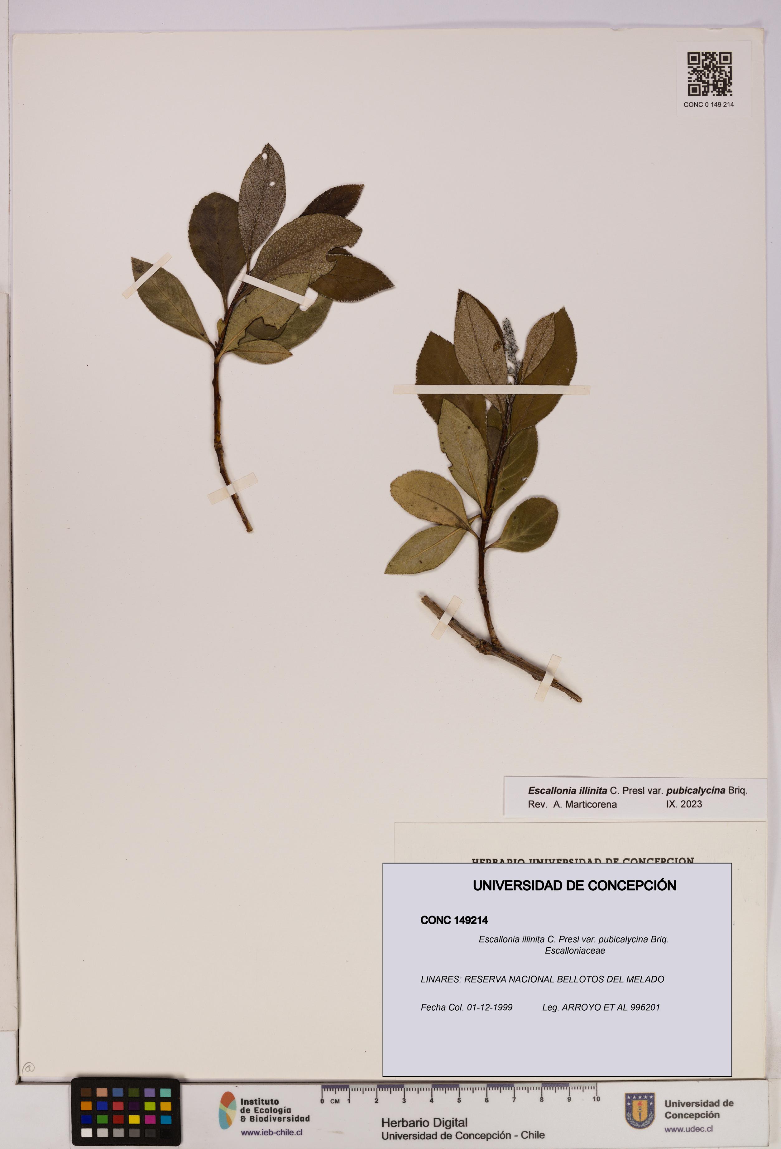 Escallonia illinita [Espécimen: UDEC:CONC:0149214]