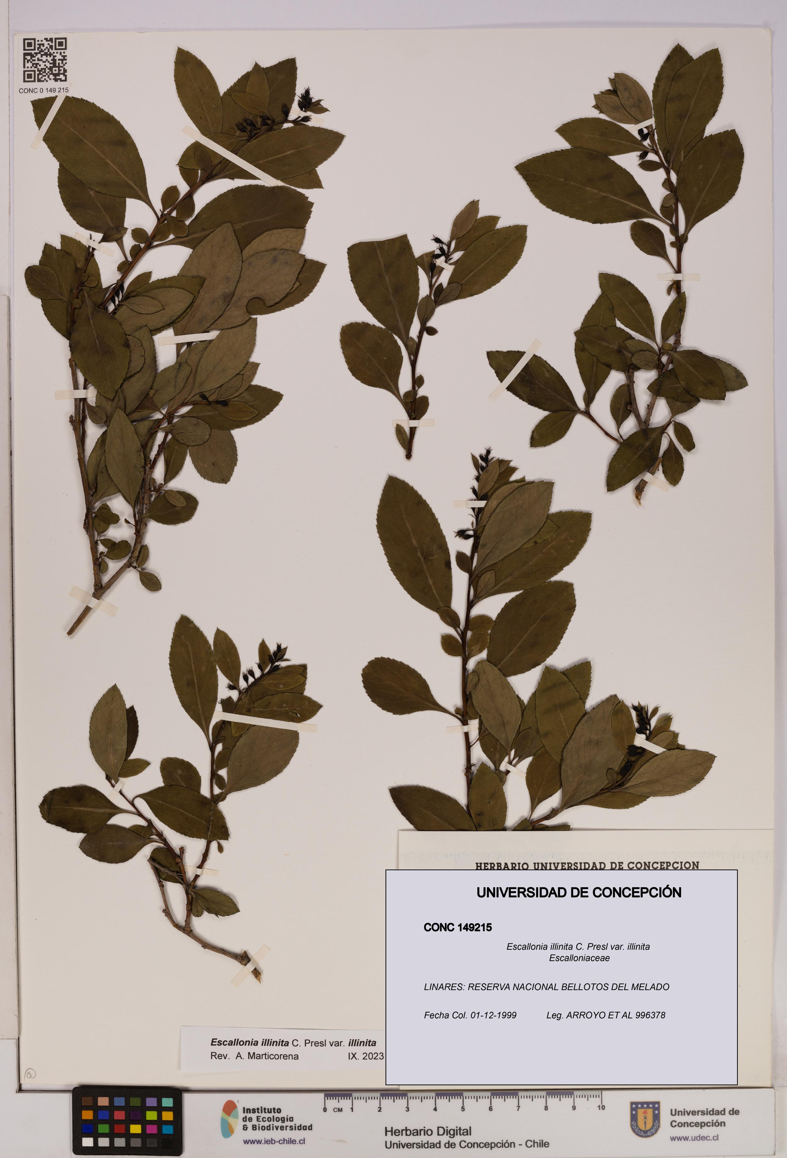 Escallonia illinita [Espécimen: UDEC:CONC:0149215]