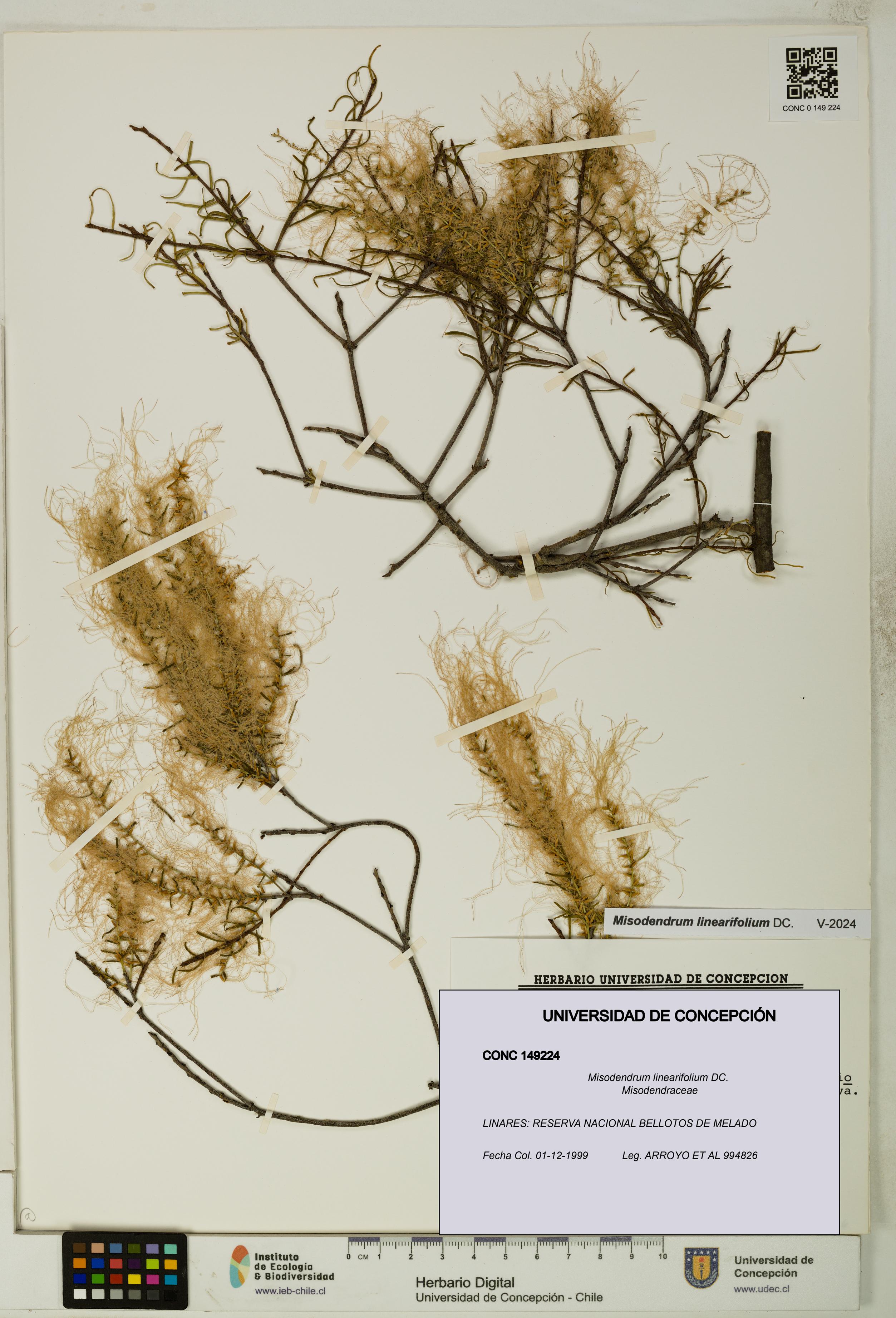 Misodendrum linearifolium [Espécimen: UDEC:CONC:0149224]