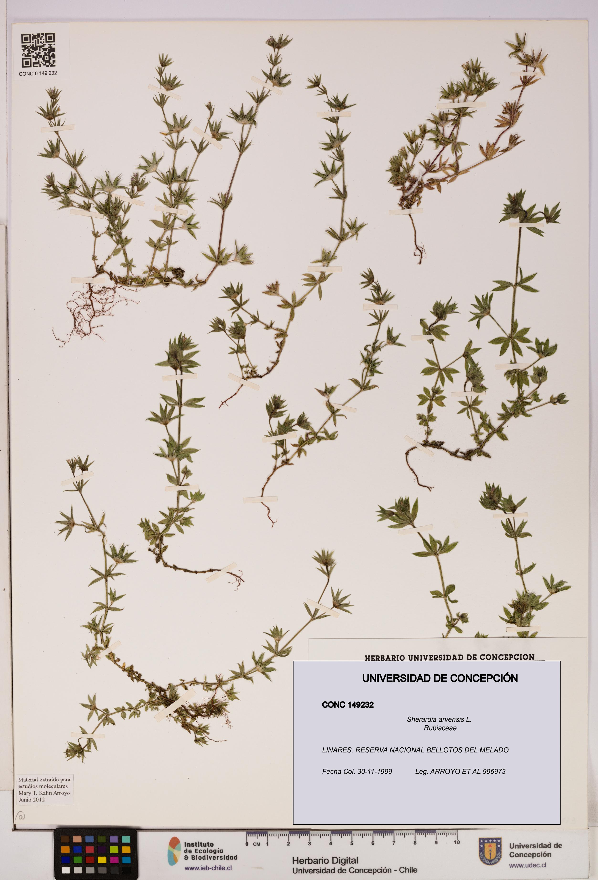 Sherardia arvensis [Espécimen: UDEC:CONC:0149232]