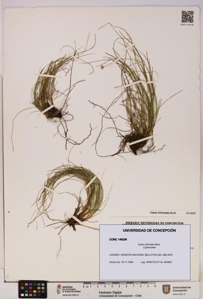 Carex trichodes [Espécimen: UDEC:CONC:0149238]