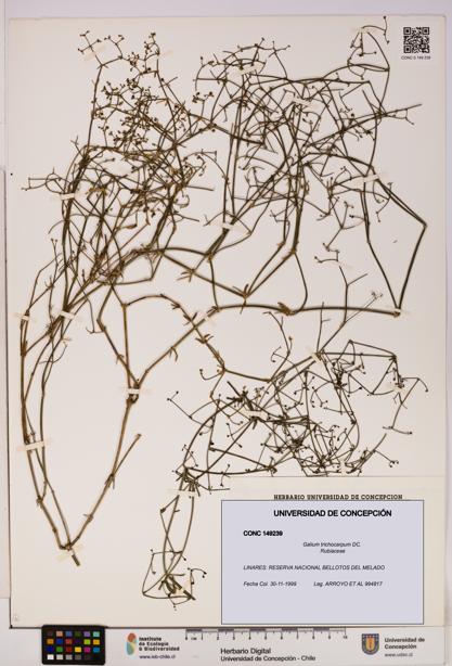 Galium trichocarpum [Espécimen: UDEC:CONC:0149239]