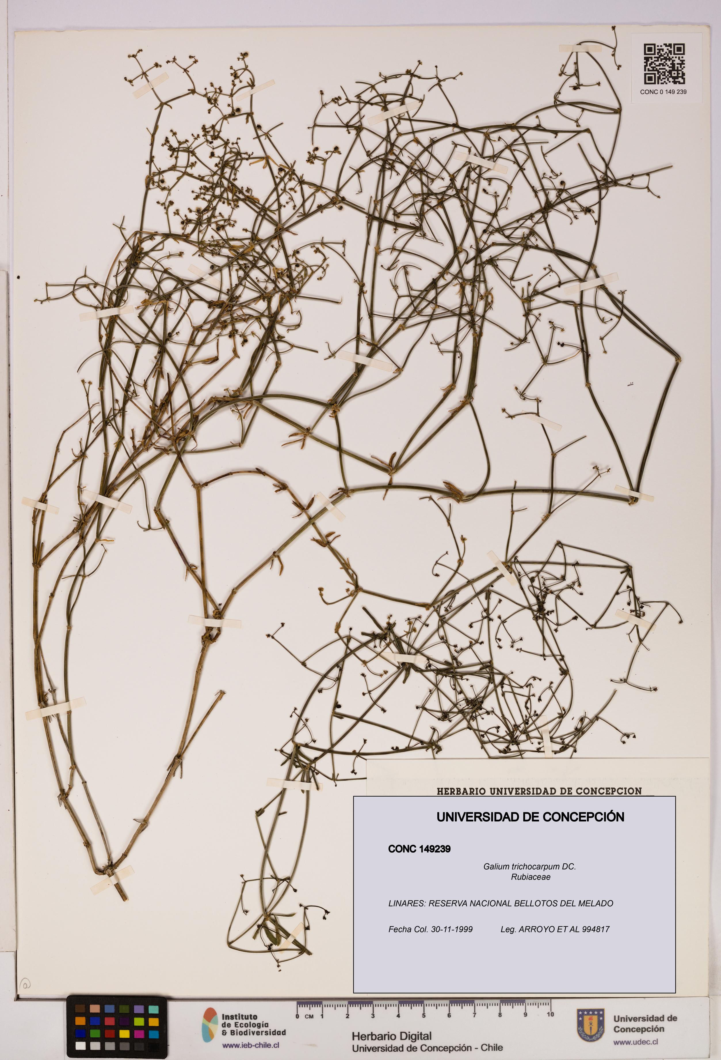 Galium trichocarpum [Espécimen: UDEC:CONC:0149239]