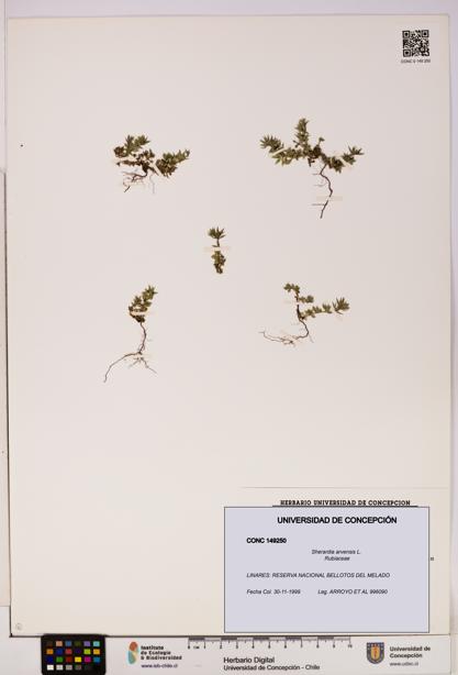 Sherardia arvensis [Espécimen: UDEC:CONC:0149250]