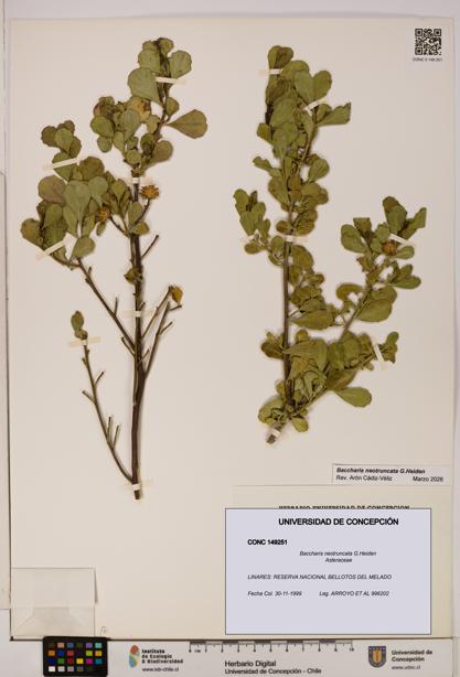 Baccharis neotruncata [Espécimen: UDEC:CONC:0149251]