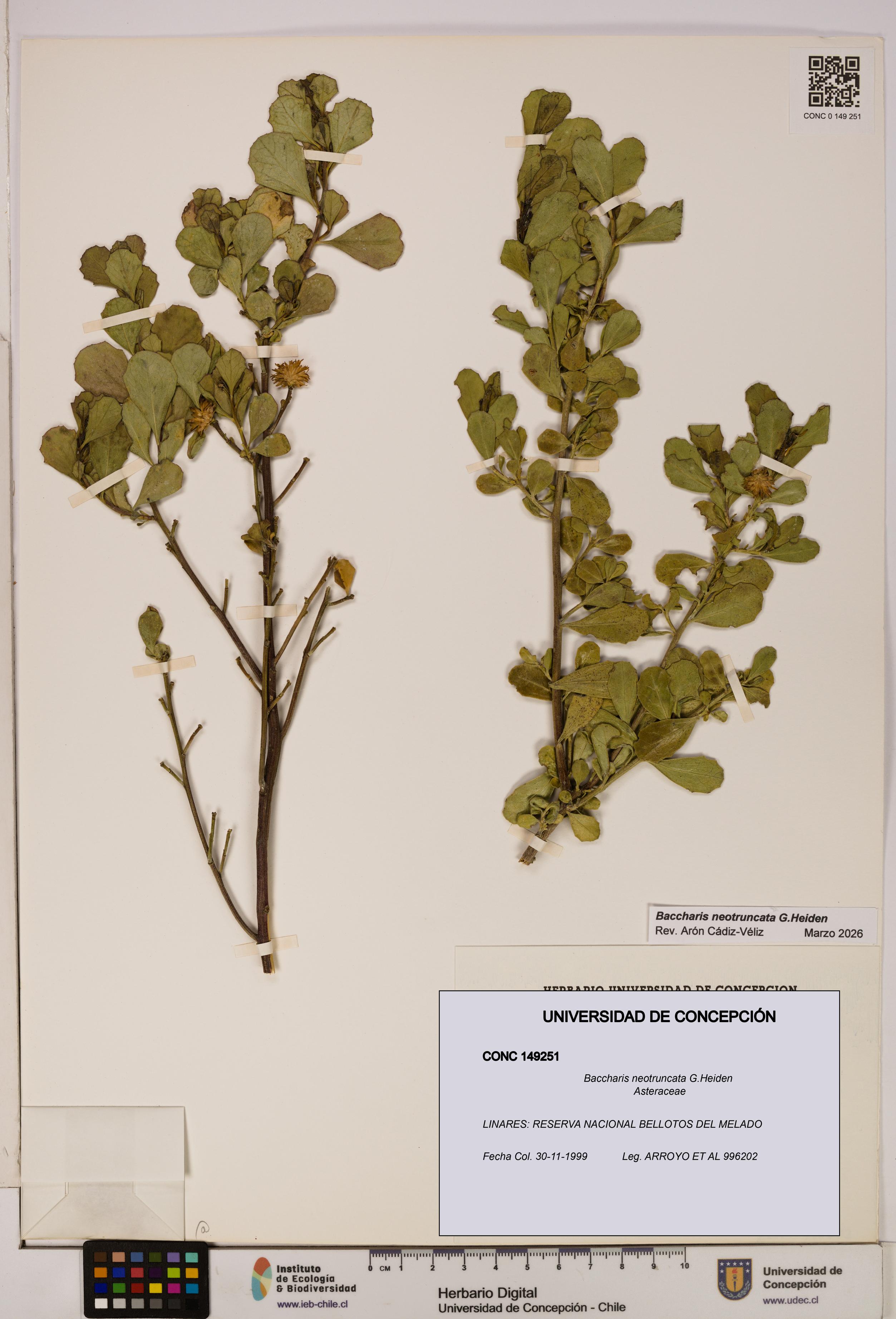 Baccharis neotruncata [Espécimen: UDEC:CONC:0149251]