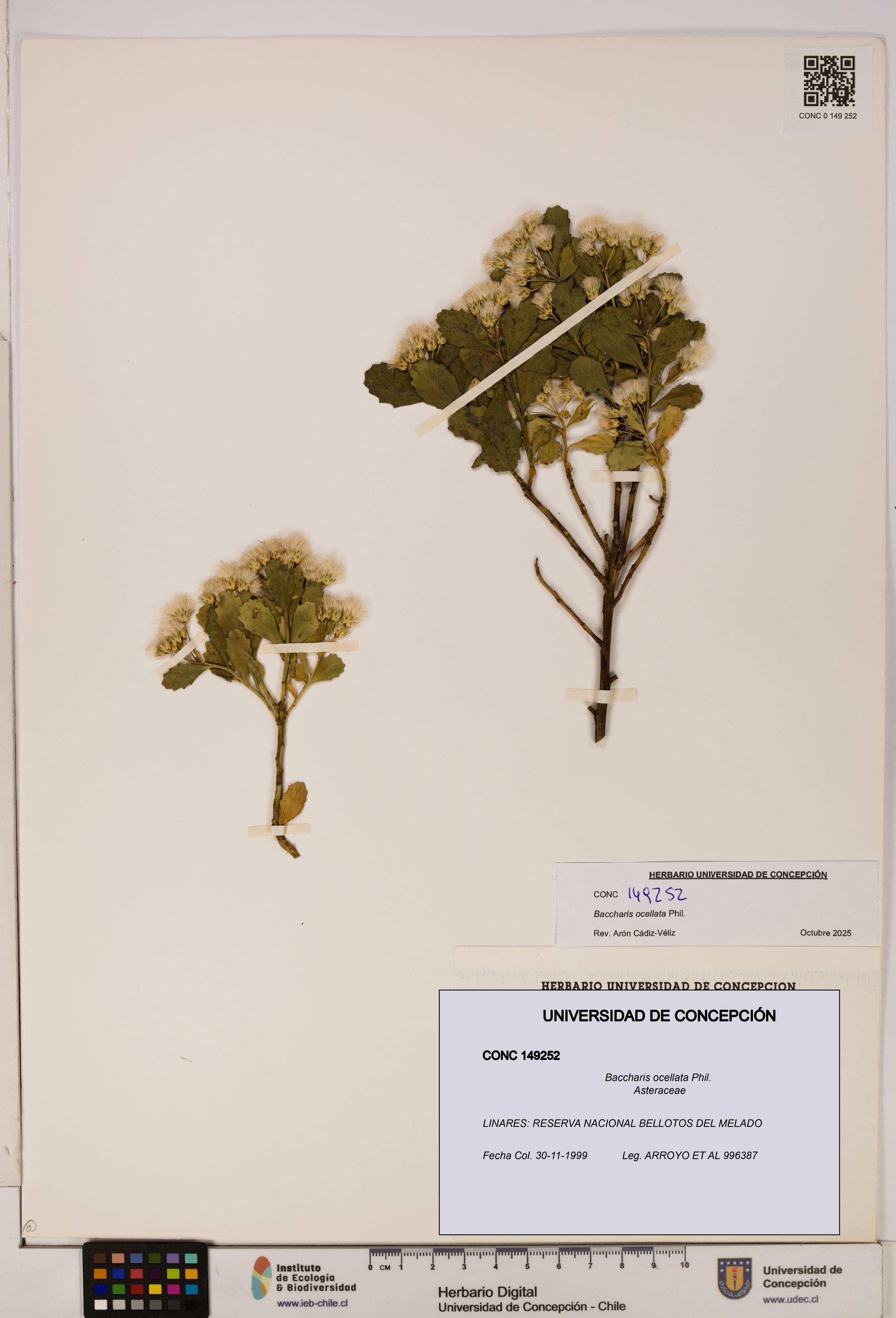 Baccharis ocellata [Espécimen: UDEC:CONC:0149252]