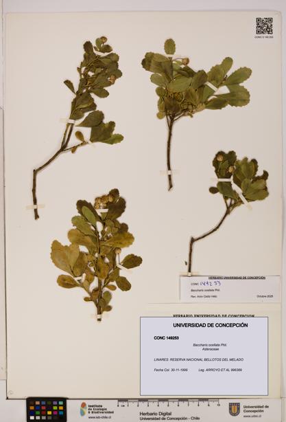 Baccharis ocellata [Espécimen: UDEC:CONC:0149253]