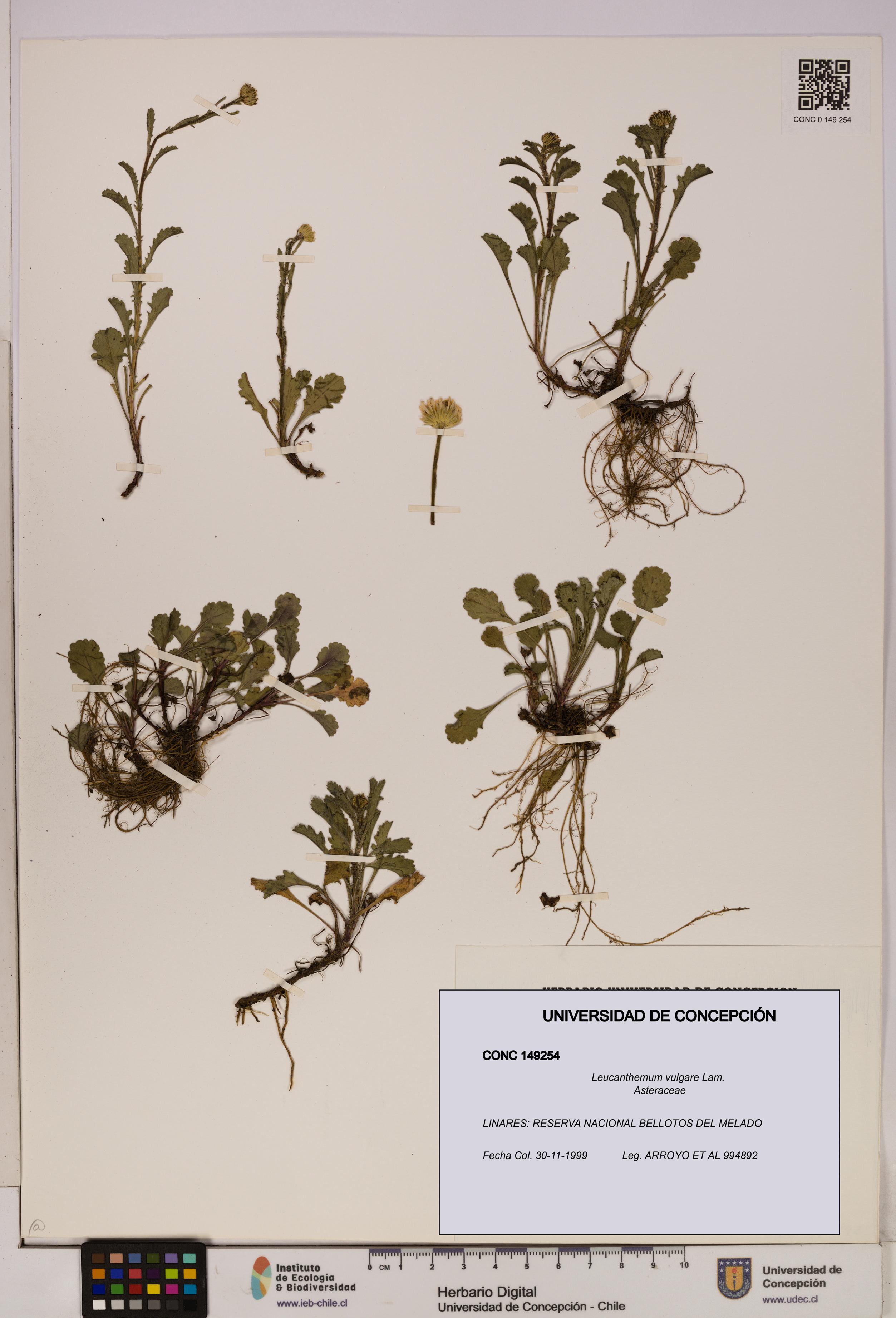 Leucanthemum vulgare [Espécimen: UDEC:CONC:0149254]