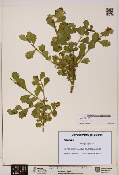 Baccharis ocellata [Espécimen: UDEC:CONC:0149257]