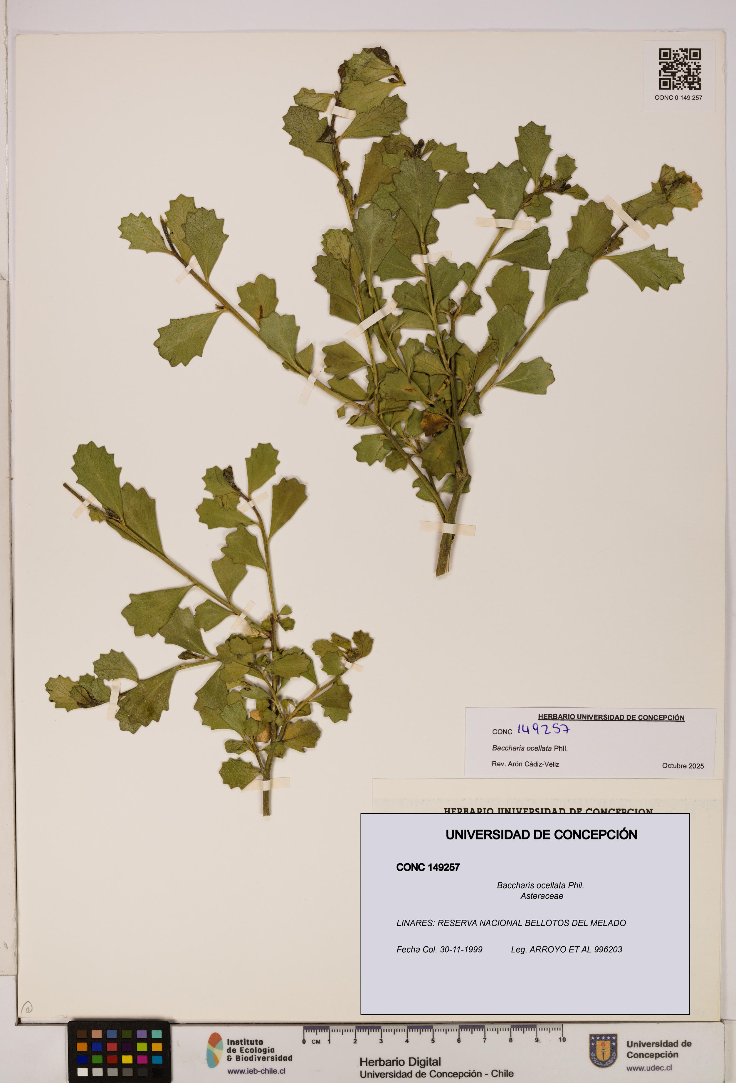 Baccharis ocellata [Espécimen: UDEC:CONC:0149257]