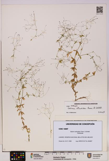 Galium cotinoides [Espécimen: UDEC:CONC:0149267]