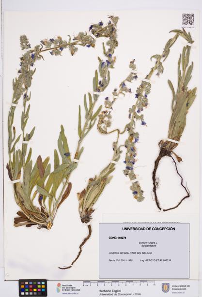 Echium vulgare [Espécimen: ]