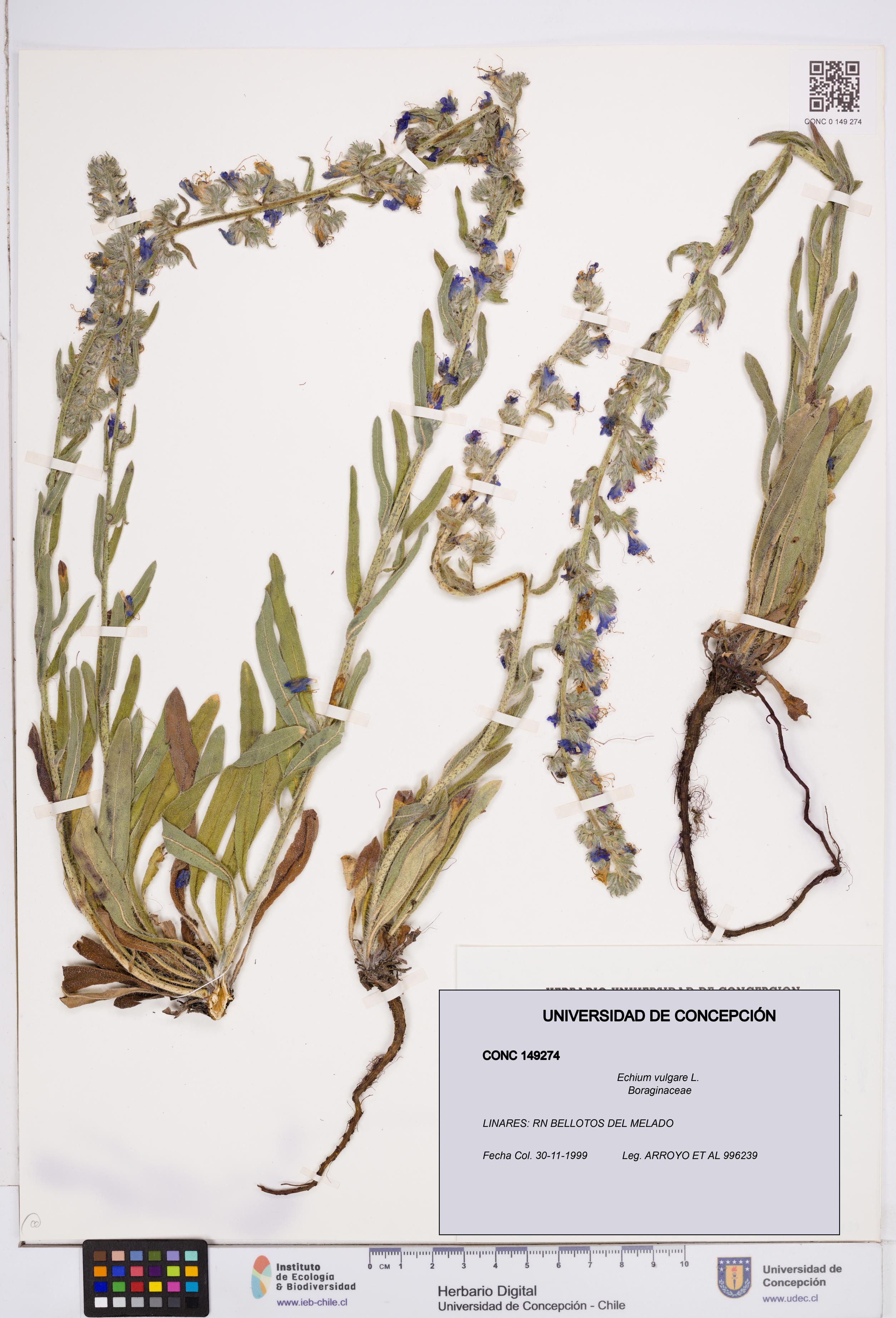 Echium vulgare [Espécimen: ]