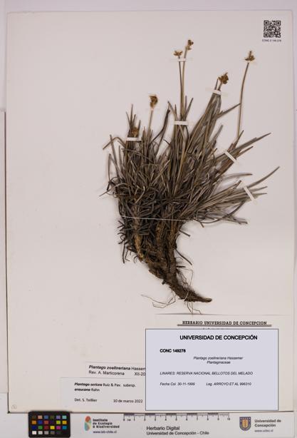 Plantago zoellneriana [Espécimen: UDEC:CONC:0149278]