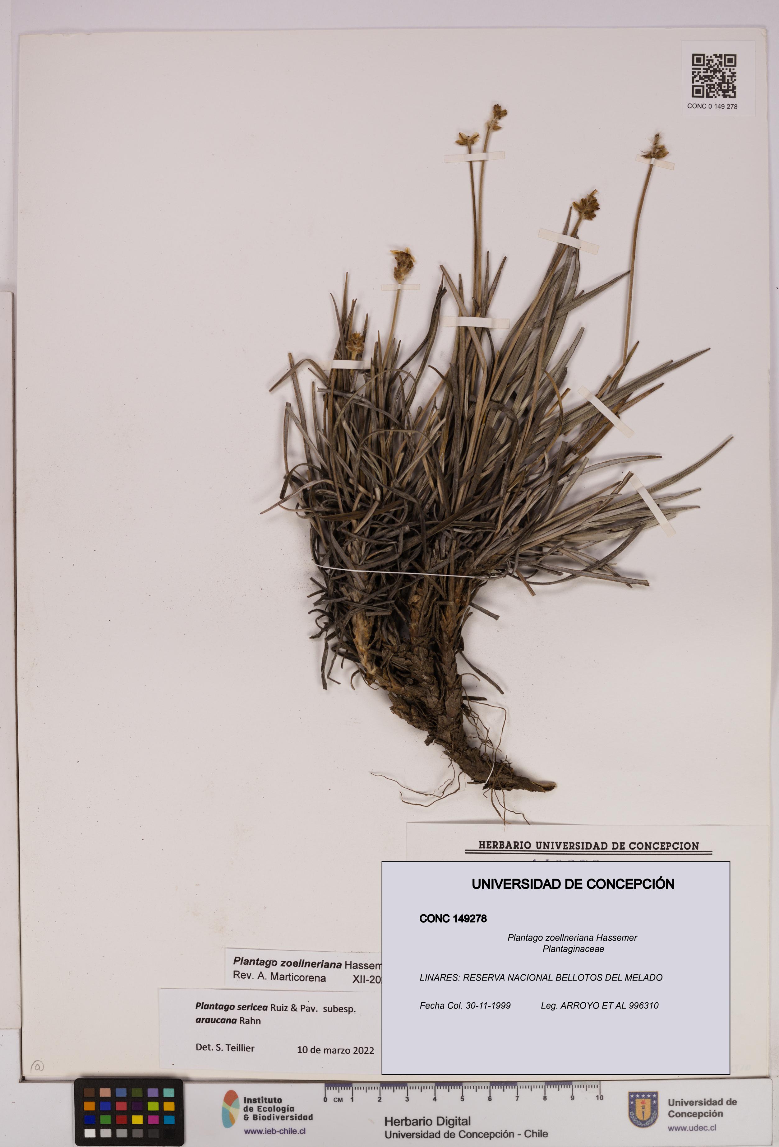Plantago zoellneriana [Espécimen: UDEC:CONC:0149278]