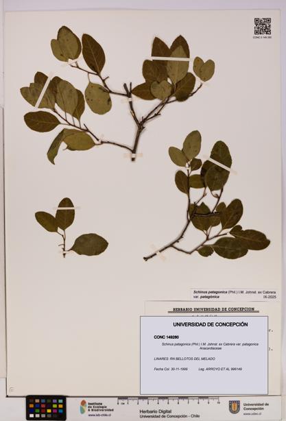 Schinus patagonica var. patagonica [Espécimen: UDEC:CONC:0149280]