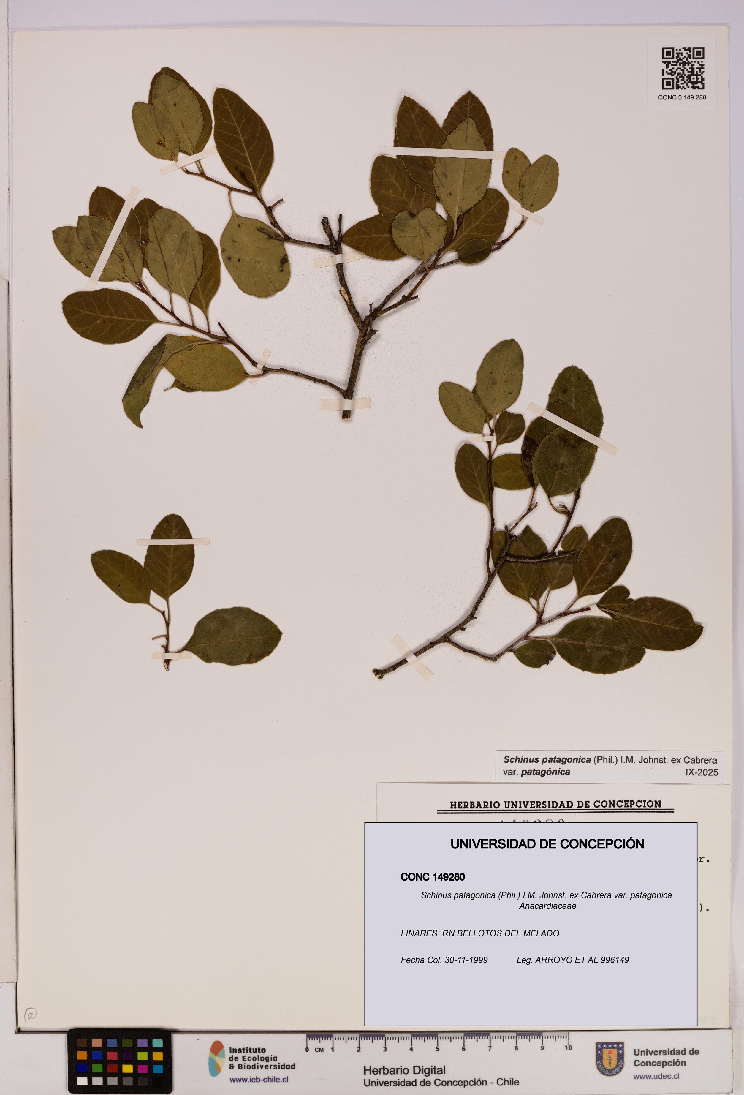 Schinus patagonica var. patagonica [Espécimen: UDEC:CONC:0149280]