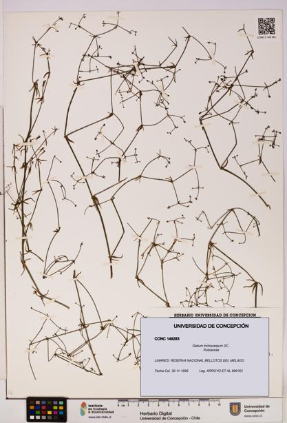 Galium trichocarpum [Espécimen: UDEC:CONC:0149283]