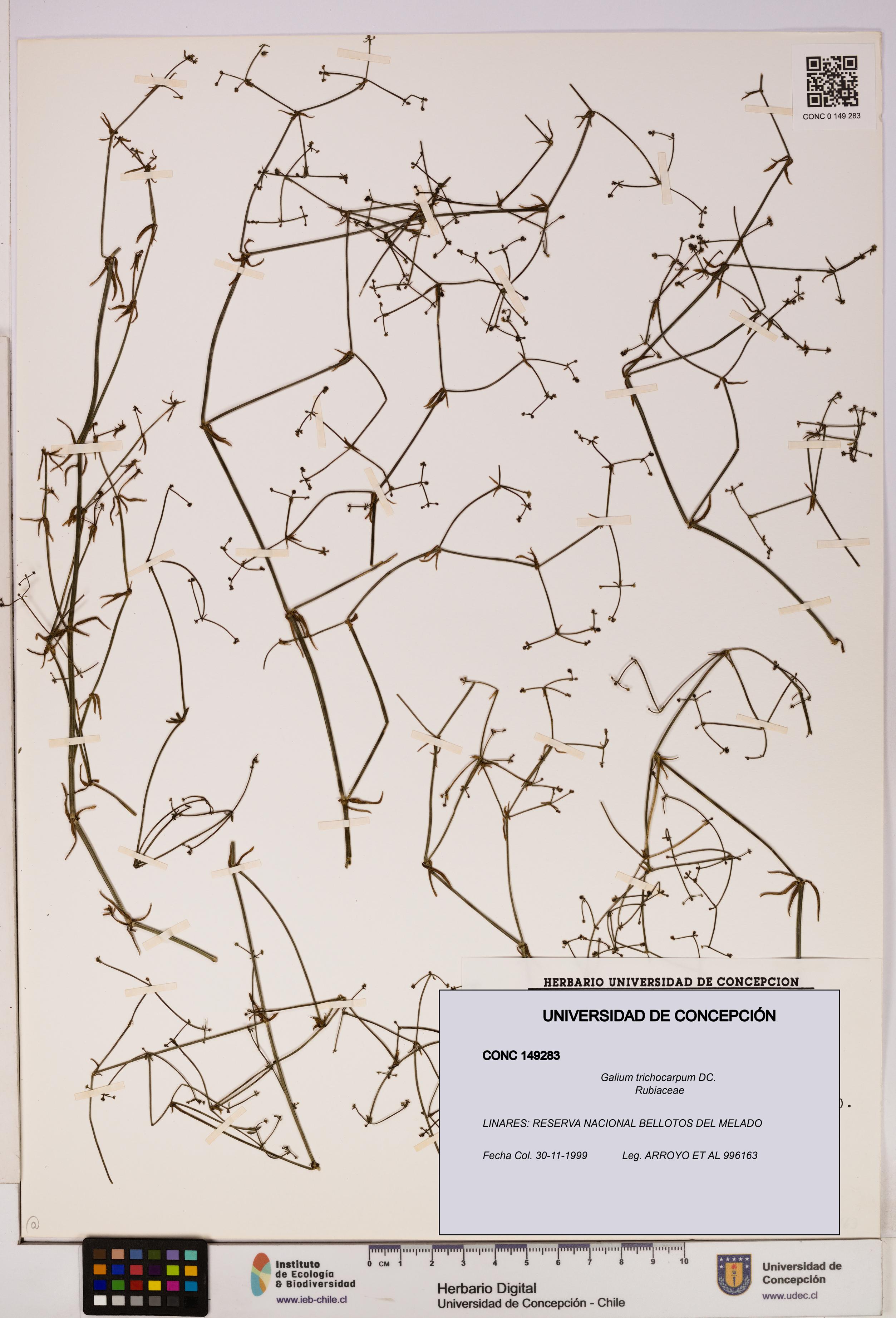 Galium trichocarpum [Espécimen: UDEC:CONC:0149283]