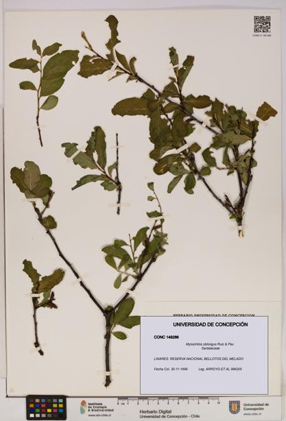 Myoschilos oblongus [Espécimen: UDEC:CONC:0149286]