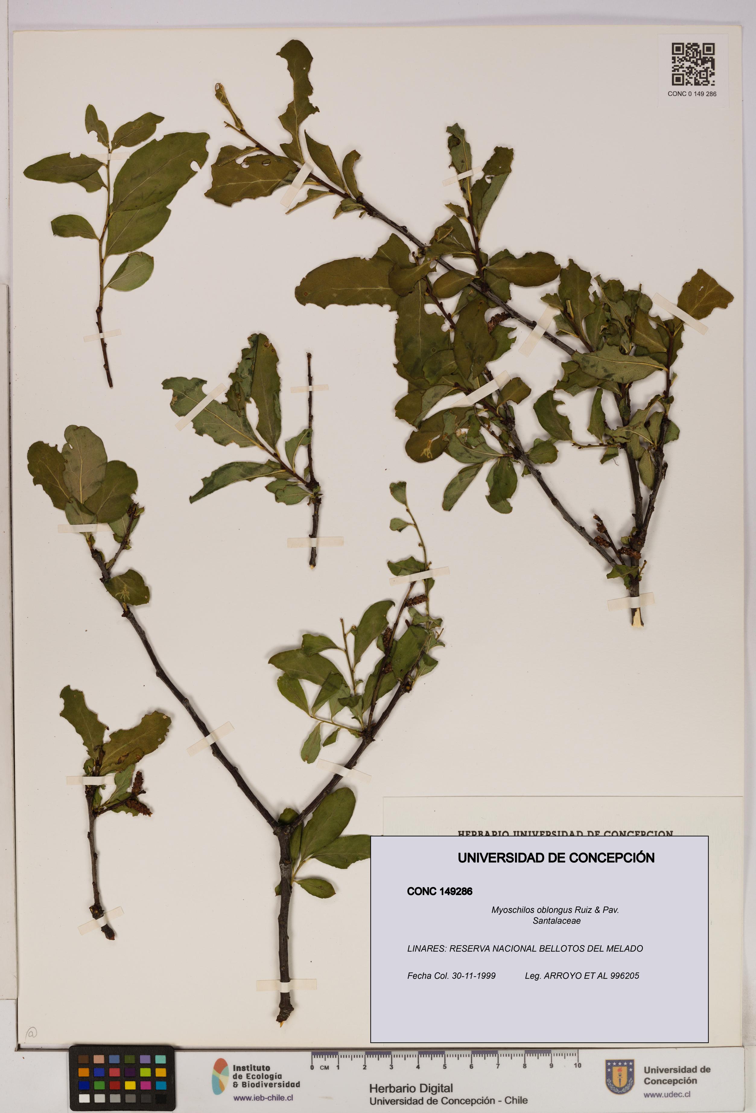 Myoschilos oblongus [Espécimen: UDEC:CONC:0149286]