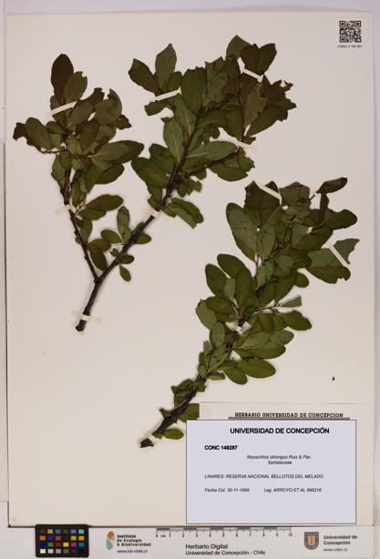 Myoschilos oblongus [Espécimen: UDEC:CONC:0149287]