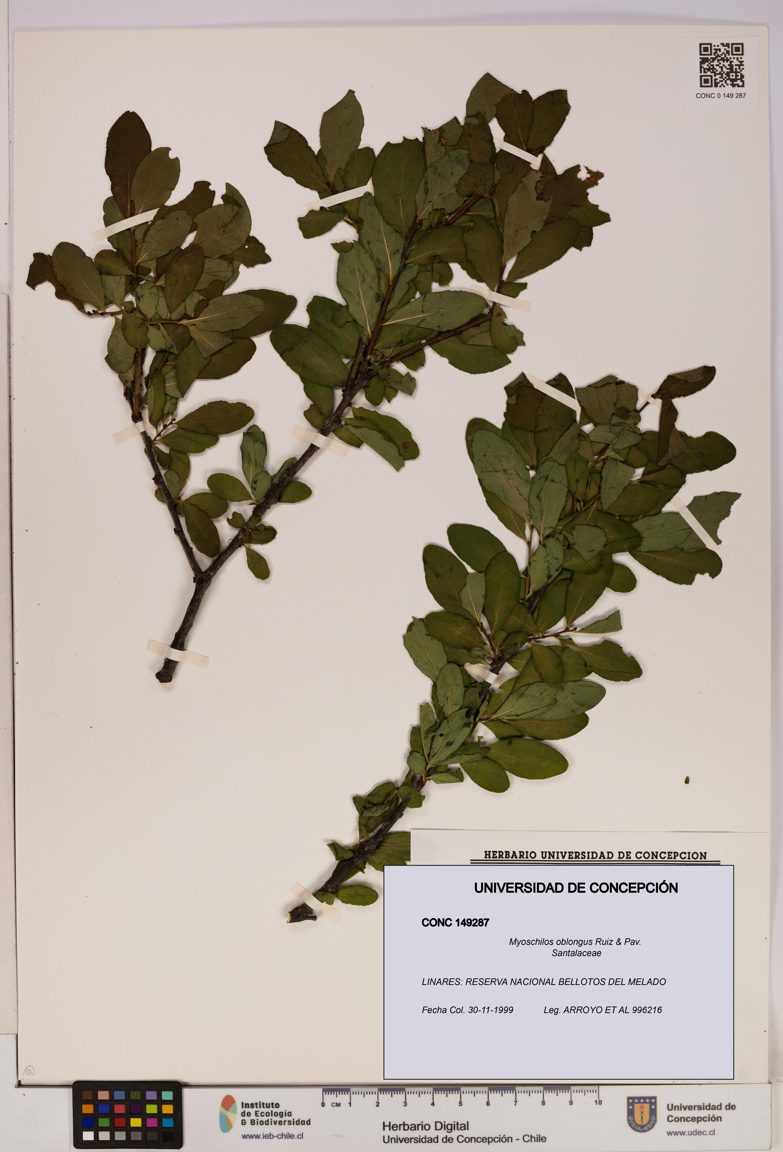 Myoschilos oblongus [Espécimen: UDEC:CONC:0149287]