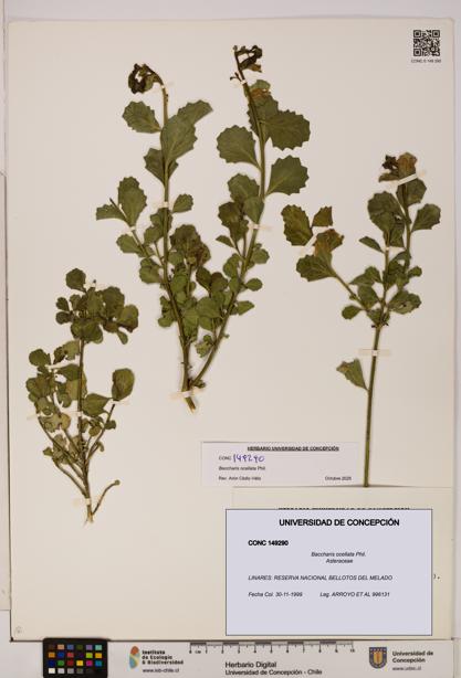 Baccharis ocellata [Espécimen: UDEC:CONC:0149290]