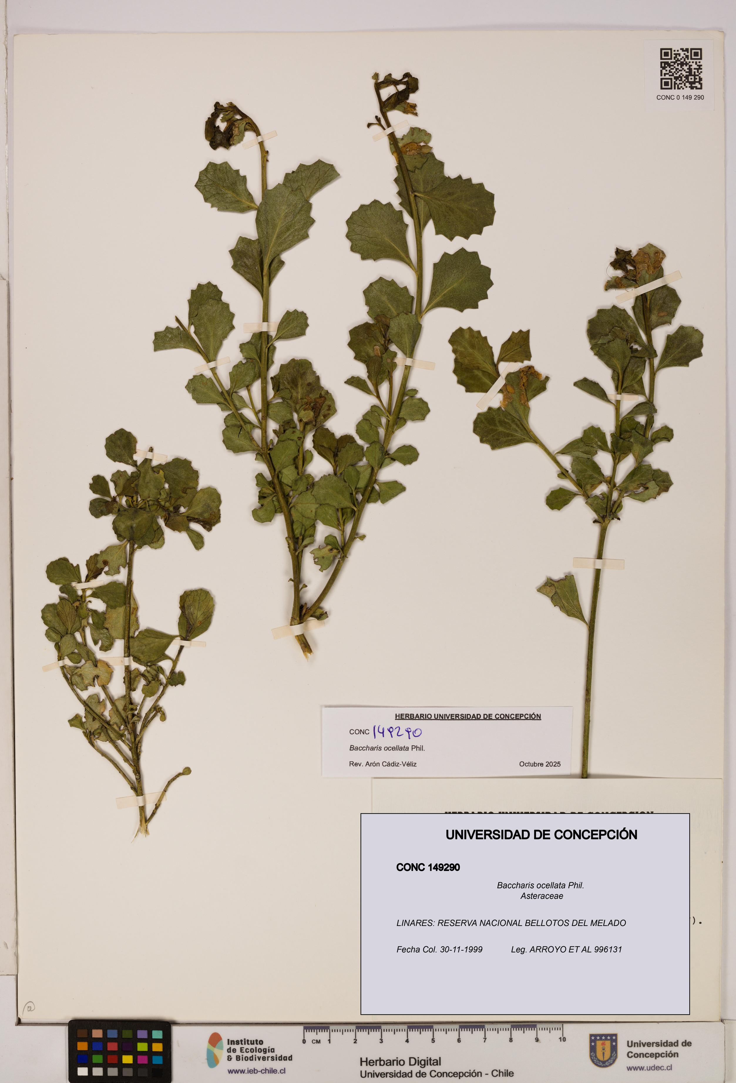 Baccharis ocellata [Espécimen: UDEC:CONC:0149290]