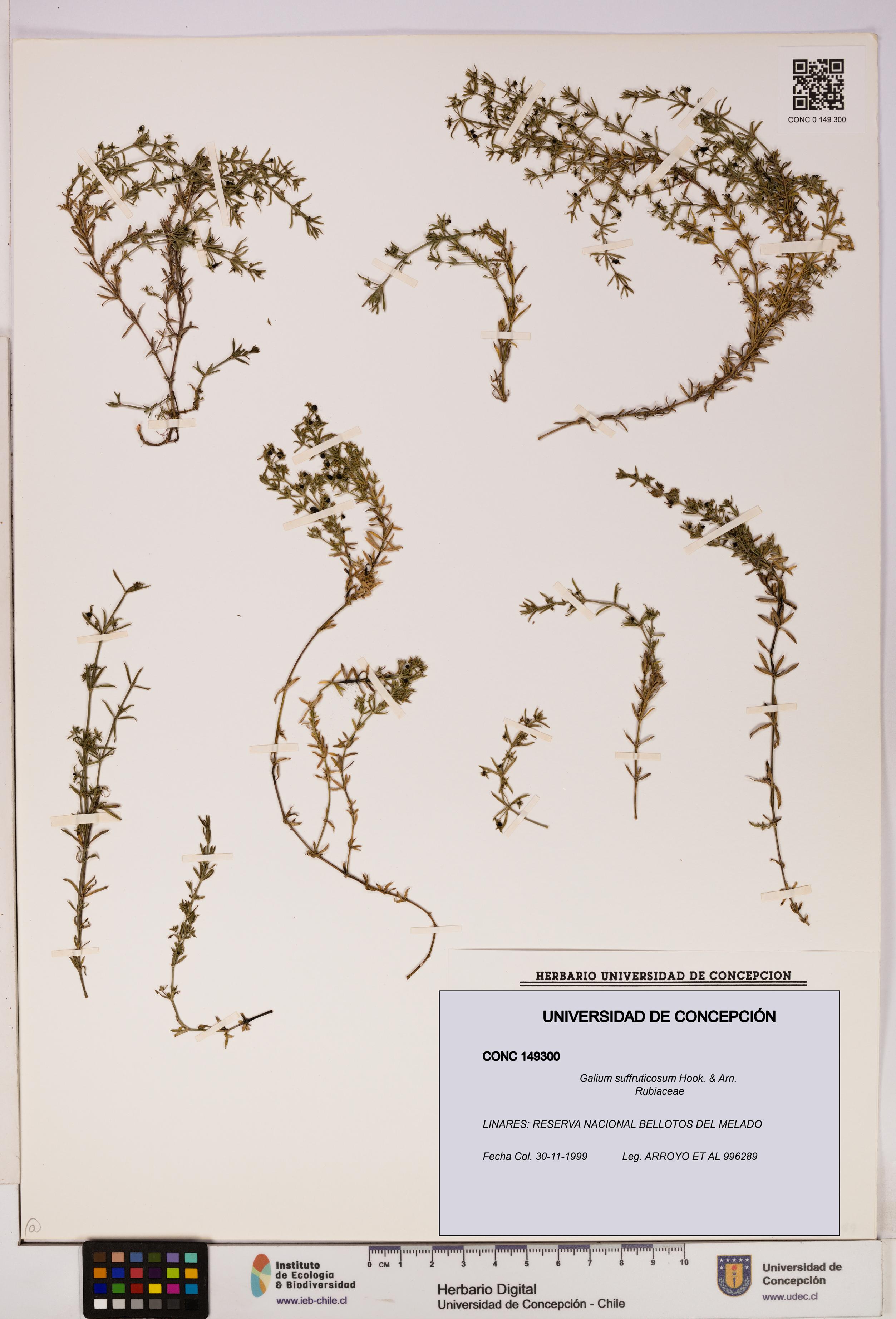 Galium suffruticosum [Espécimen: UDEC:CONC:0149300]