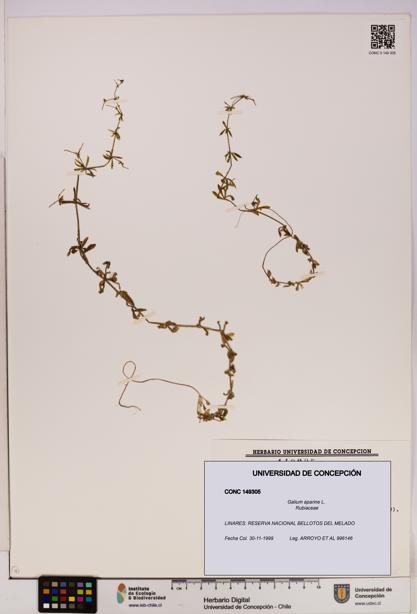 Galium aparine [Espécimen: UDEC:CONC:0149305]