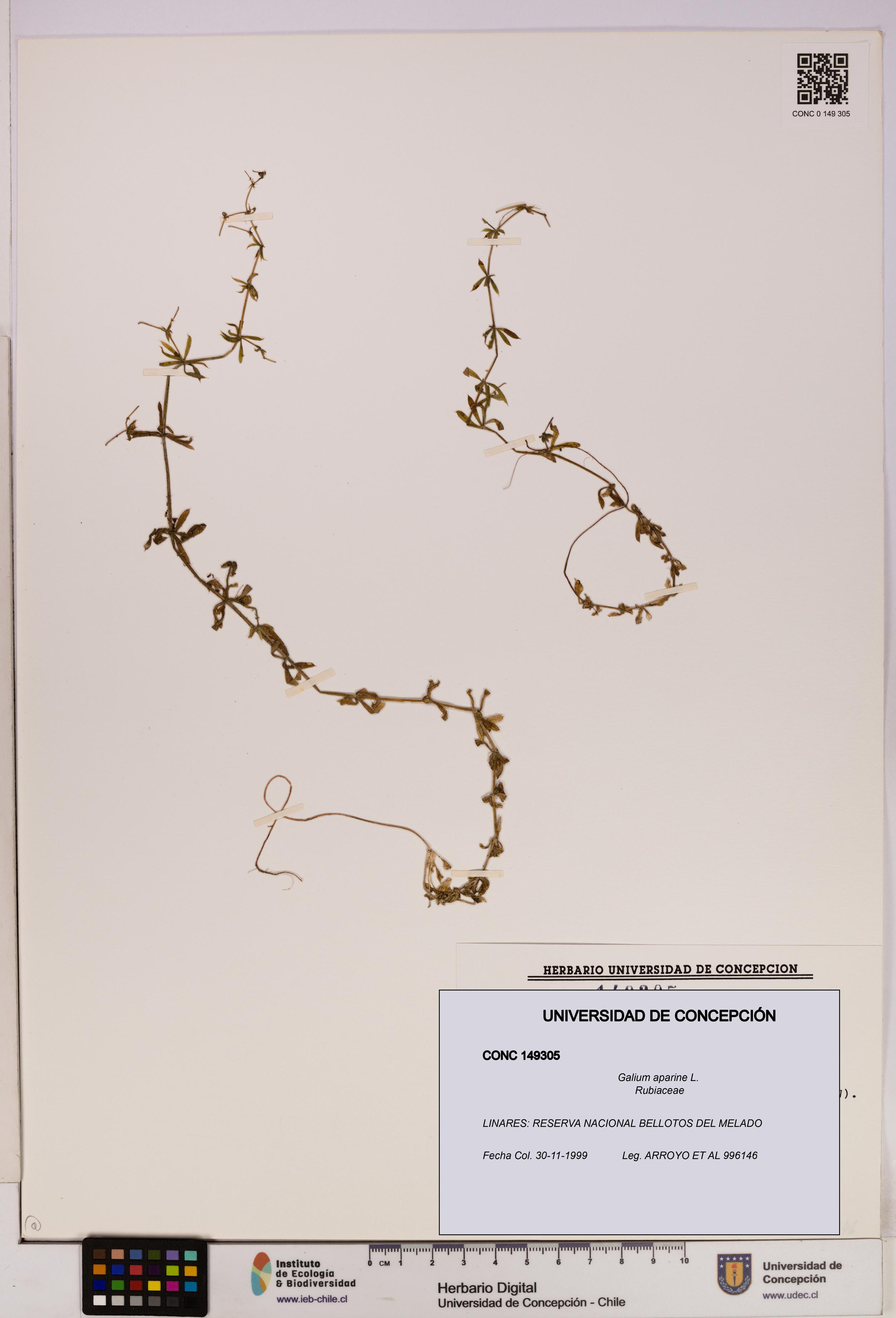 Galium aparine [Espécimen: UDEC:CONC:0149305]
