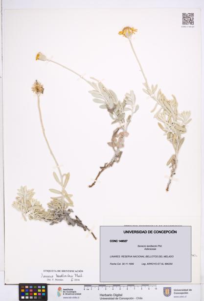 Senecio landbeckii [Espécimen: ]