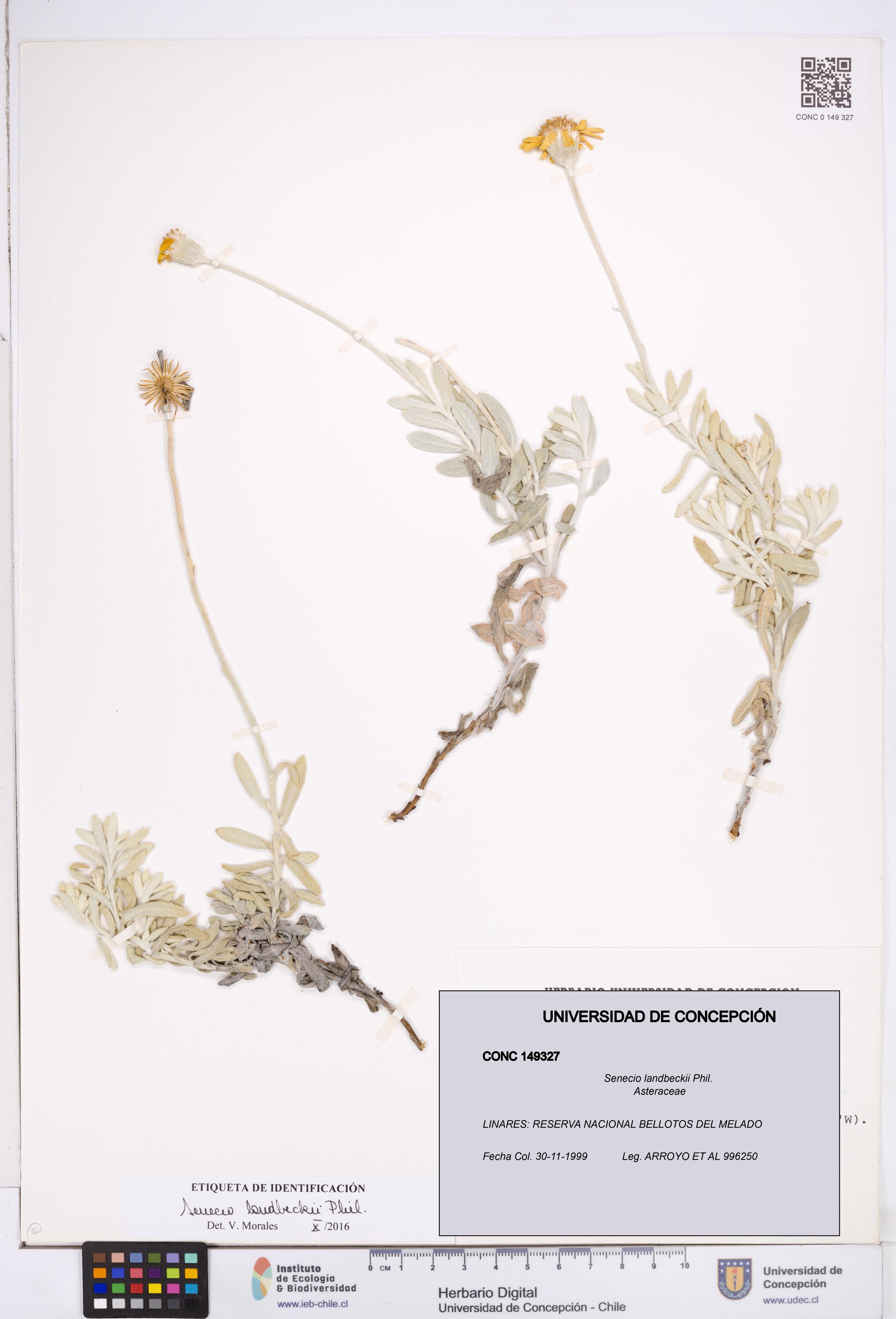 Senecio landbeckii [Espécimen: ]