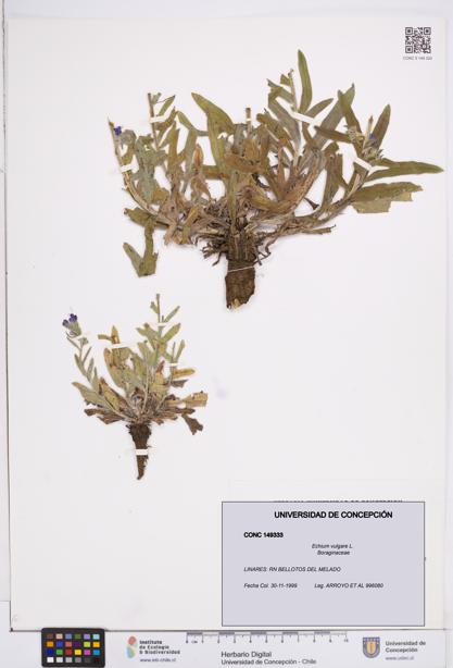 Echium vulgare [Espécimen: ]