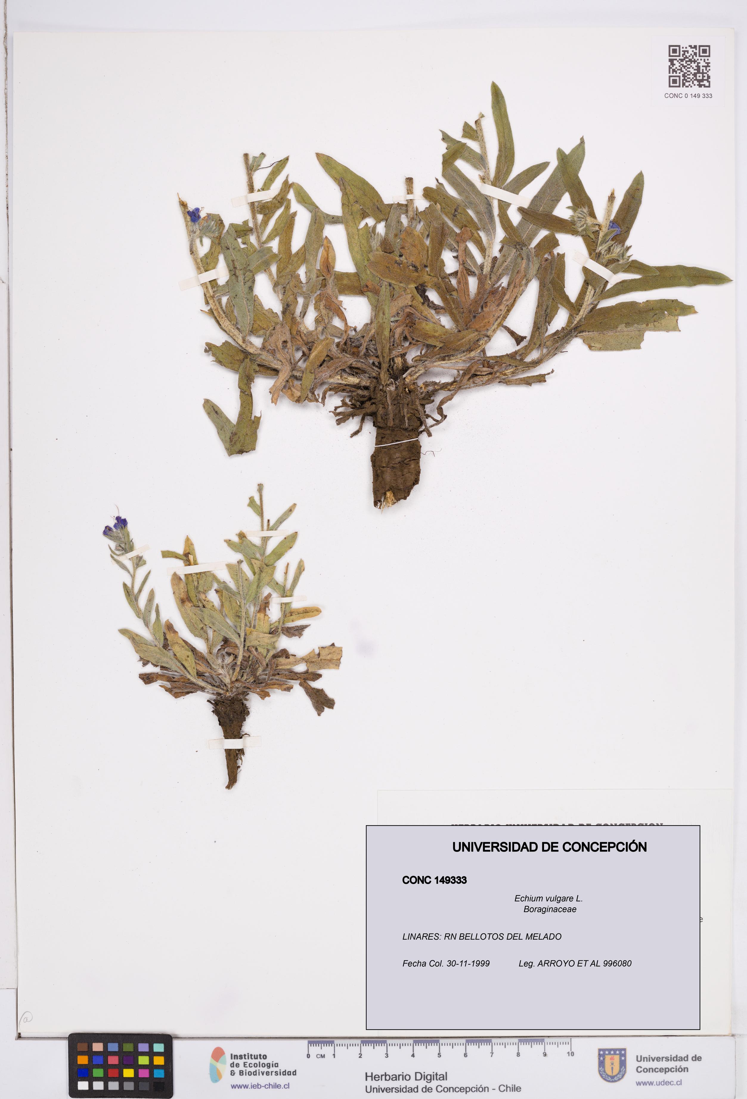 Echium vulgare [Espécimen: ]