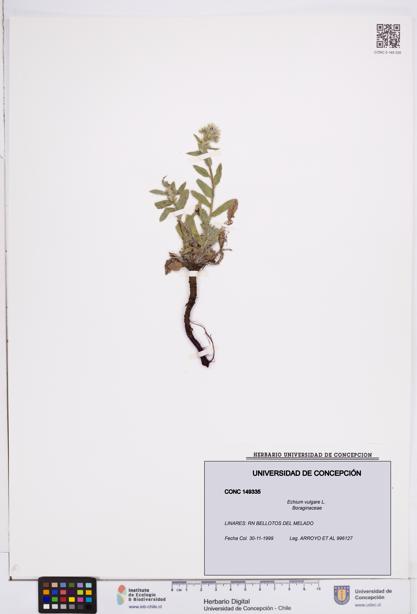 Echium vulgare [Espécimen: ]