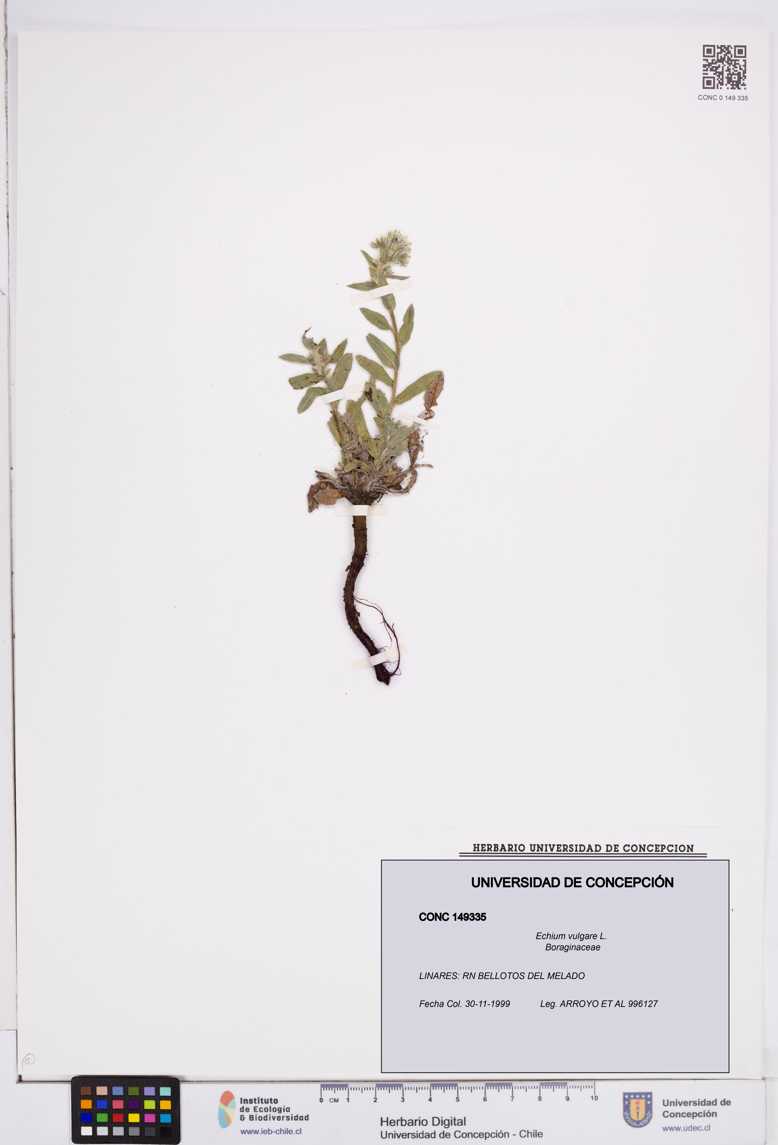 Echium vulgare [Espécimen: ]
