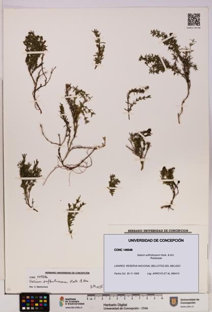 Galium suffruticosum [Espécimen: UDEC:CONC:0149346]
