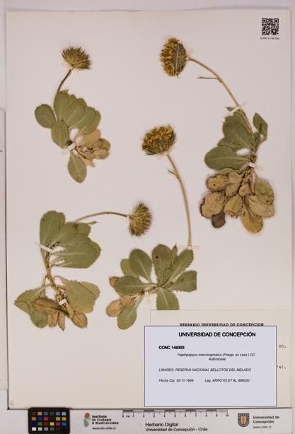 Haplopappus macrocephalus [Espécimen: UDEC:CONC:0149353]