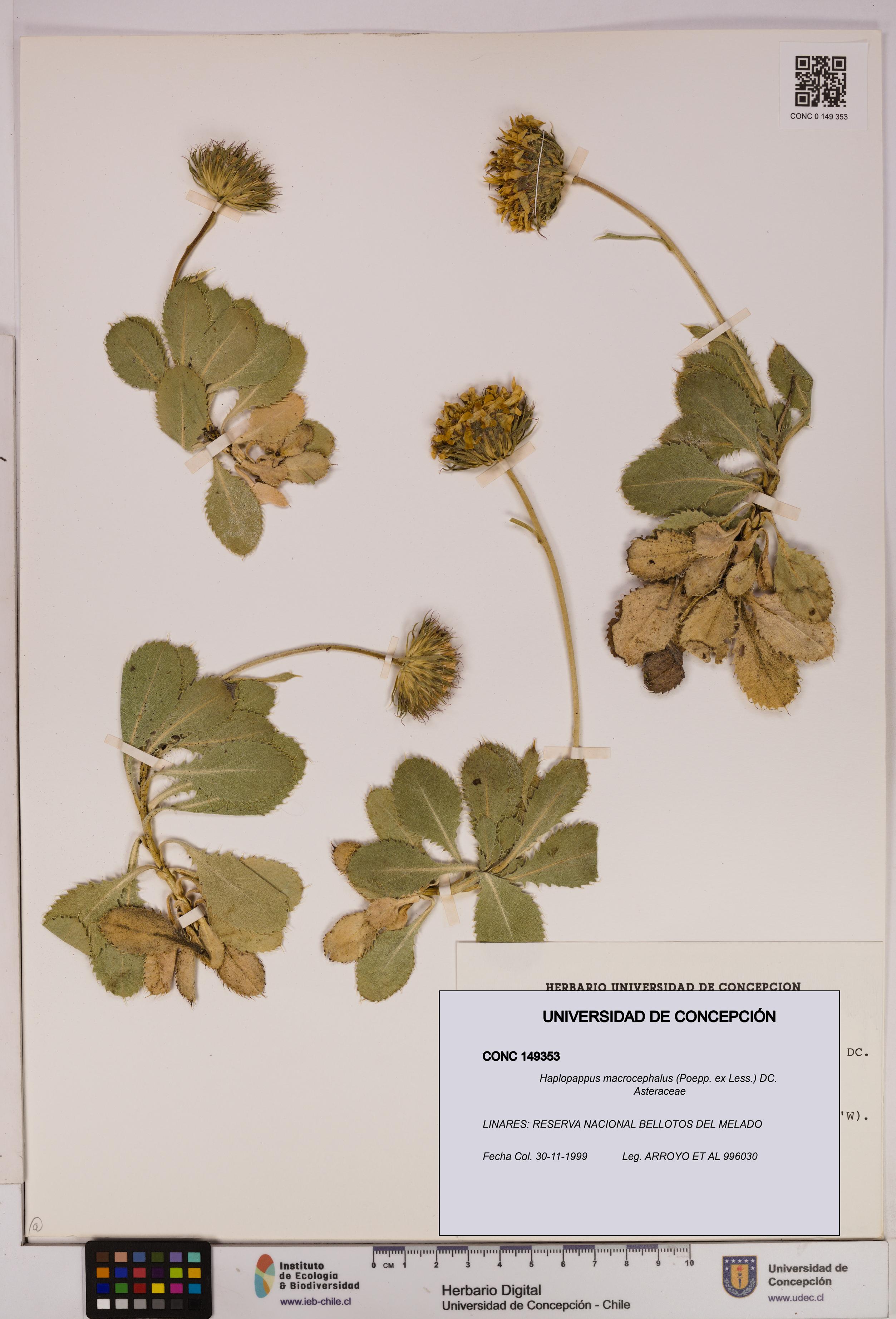 Haplopappus macrocephalus [Espécimen: UDEC:CONC:0149353]