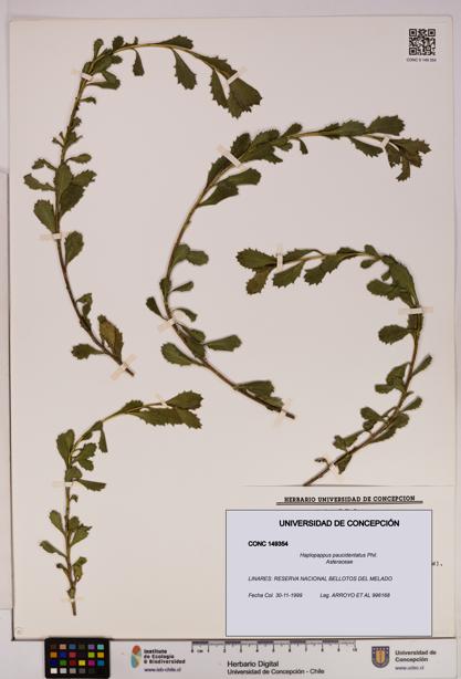 Haplopappus paucidentatus [Espécimen: UDEC:CONC:0149354]