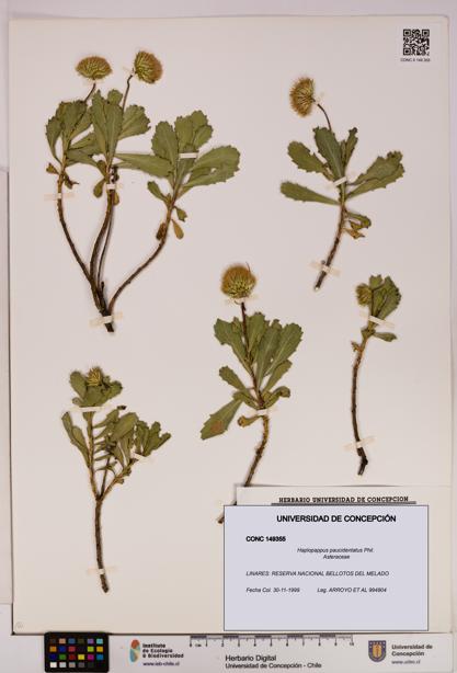 Haplopappus paucidentatus [Espécimen: UDEC:CONC:0149355]