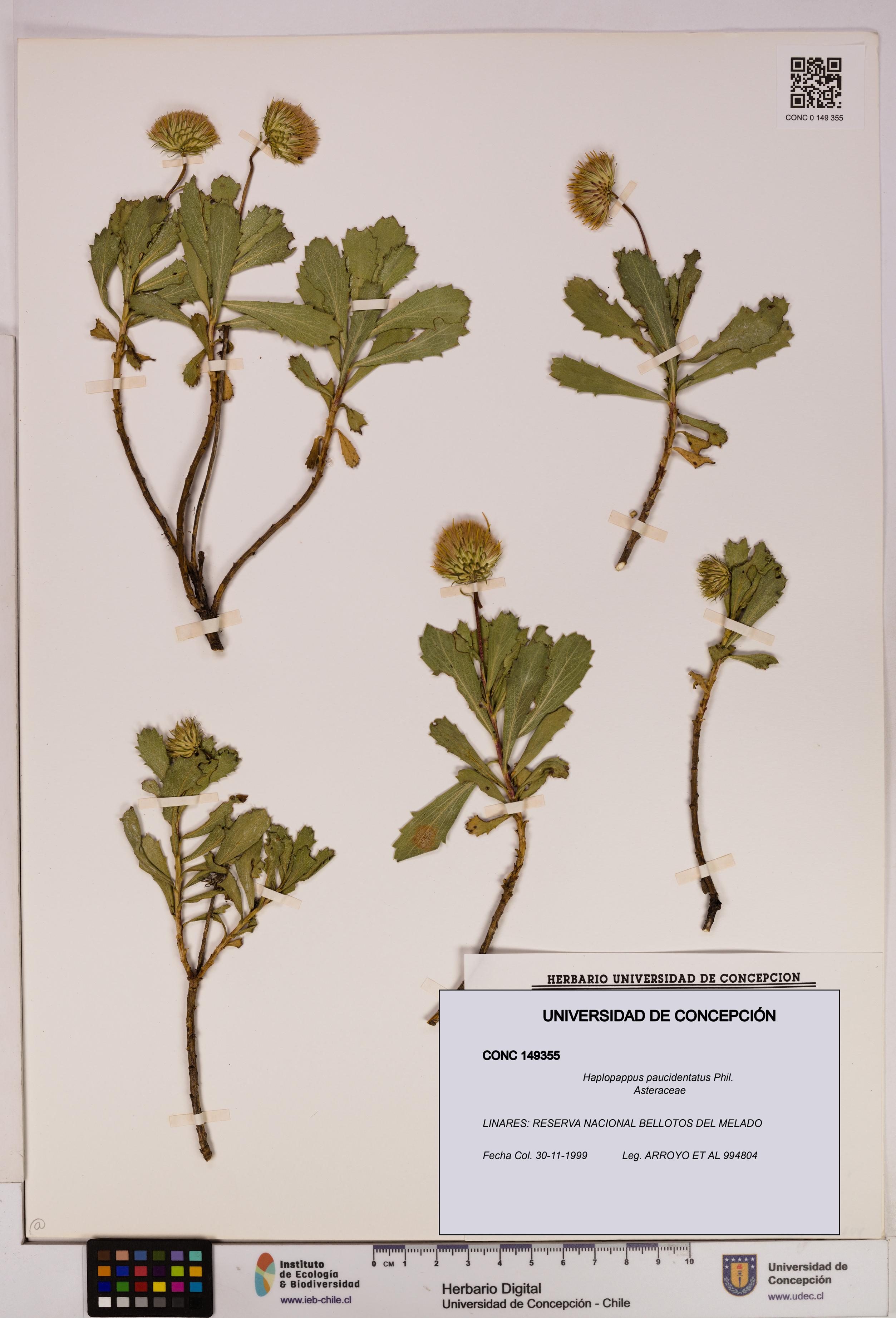 Haplopappus paucidentatus [Espécimen: UDEC:CONC:0149355]