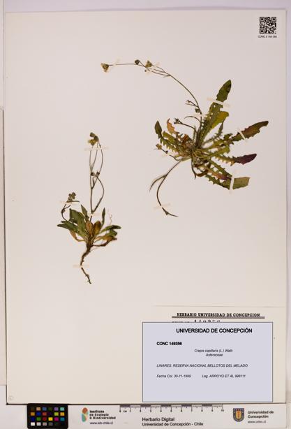 Crepis capillaris [Espécimen: UDEC:CONC:0149356]